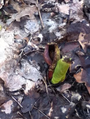 fower and leaf